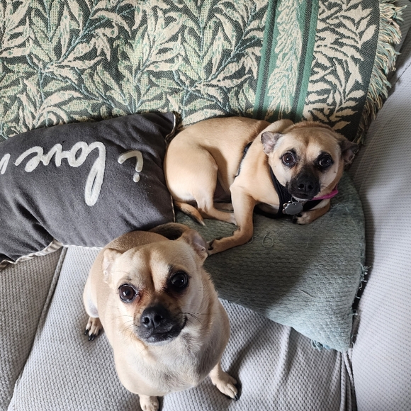 LIVE SHARE SHOW FLYER - Picture 4 of 16